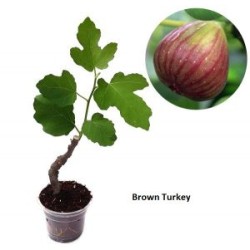 Tin Brown Turkey Tin Brown Turkey