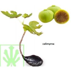 Tin Calimyrna Tin Calimyrna