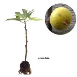 Tin Conadria Tin Conadria