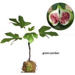Tin Green Yordan Tin Green Yordan