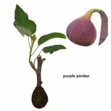 Tin Purple Yordan