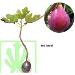 Tin Red Israel Tin Red Israel