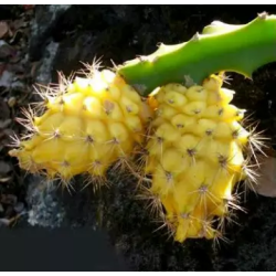 Bibit Buah Naga Kuning Bibit Buah Naga Kuning