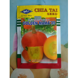 Labu Mini GOLDEN MAMA 35 Labu Mini GOLDEN MAMA 35