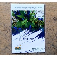 Cabe Hias Purple Pepper Maicaleaf 15s