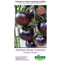 Indigo Rose Tomato Maicaleaf 20s