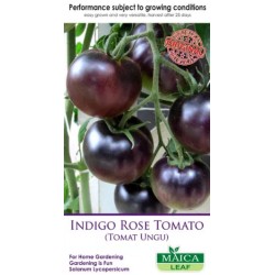 Indigo Rose Tomato Maicaleaf 20s Indigo Rose Tomato Maicaleaf 20s