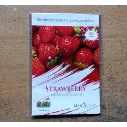 Strawberry Maicaleaf 50s Strawberry Maicaleaf 50s