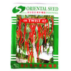 Cabe Keriting Oriental Twist 42 Cabe Keriting Oriental Twist 42