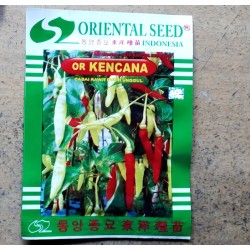 Cabe Putih Kencana (cabe setan) Cabe Putih Kencana (cabe setan)