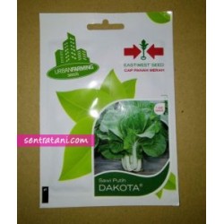 Sawi Putih DAKOTA Sawi Putih DAKOTA
