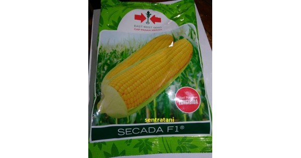 Jual benih jagung manis secada f1 panah merah