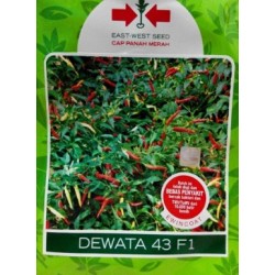 Cabe Rawit Dewata 43 F1 Cabe Rawit Dewata 43 F1