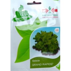 Selada Hijau GRAND RAPIDS Selada Hijau GRAND RAPIDS