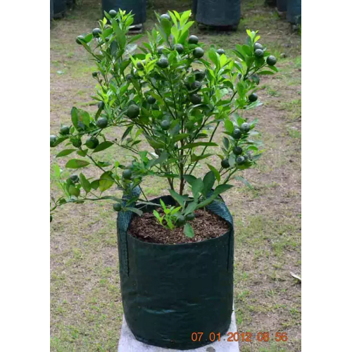 Planter Bag 25 Liter Easy Grow | Toko Perlengkapan Berkebun