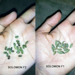 Sengon Solomon F1 10g Sengon Solomon F1 10g
