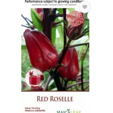 Bibit Bunga Rosella Merah - Red Rosella Maicaleaf 10s