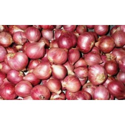 Bawang Merah Umbi Varietas Thailand Bawang Merah Umbi Varietas Thailand