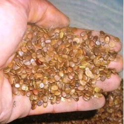 Sengon Merah 1kg Sengon Merah 1kg