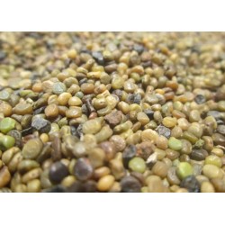 Benih Indigofera 100g Benih Indigofera 100g
