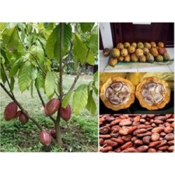 Benih Kakao / Cokelat Benih Kakao / Cokelat