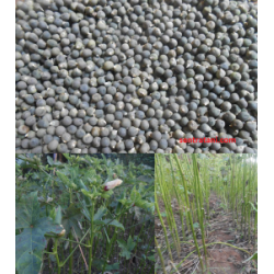 Okra Hijau Varietas Holiday Curah 1 kg
