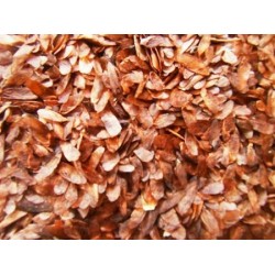 Benih Kayu Suren 1kg