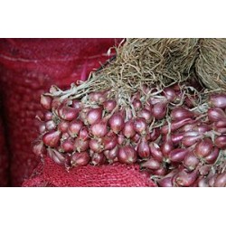 Bawang Merah Umbi Varietas Bauji Bawang Merah Umbi Varietas Bauji
