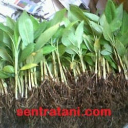 Bibit Pisang Barangan Merah Bibit Pisang Barangan Merah