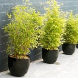Tanaman Bambu Kuning Mini