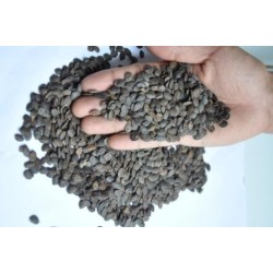Benih Kaliandra Merah 100 gr Benih Kaliandra Merah 100 gr