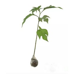 Bibit Daun Herbal Insulin BB Bibit Daun Herbal Insulin BB
