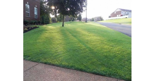 Jual Bibit Rumput Jepang Jual Bibit Rumput Jepang