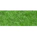 Bibit Rumput Jepang - Maica Leaf Zoysia Japonica 50s