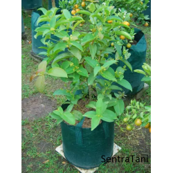 Planter Bag 50 Liter