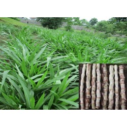 Bibit Rumput Gajah Odot Untuk Pakan Ternak Siap Tanam (Per Kg) Bibit Rumput Gajah Odot Untuk Pakan Ternak Siap Tanam (Per Kg)