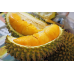 Bibit Durian Montong 40-50 cm