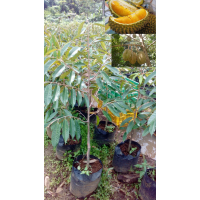 Bibit Durian Montong 40-50 cm