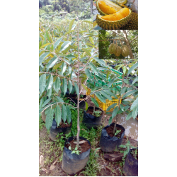 Bibit Durian Montong 40-50 cm Bibit Durian Montong 40-50 cm