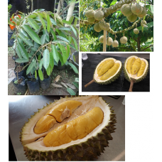 Bibit Durian Musang King 40 cm