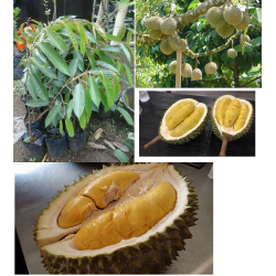 Bibit Durian Musang King 40 cm Bibit Durian Musang King 40 cm