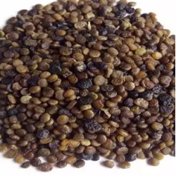 Bibit Indigofera 500 gr Bibit Indigofera 500 gr