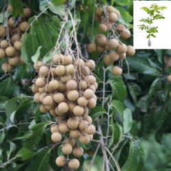 Bibit Kelengkeng Itoh 40cm Bibit Kelengkeng Itoh 40cm