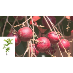 Bibit Kelengkeng Merah (Ruby Longan) Bibit Kelengkeng Merah (Ruby Longan)