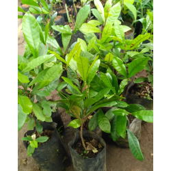 Bibit Miracle Fruit / Buah Ajaib (Synsepalum dulcificum) Bibit Miracle Fruit / Buah Ajaib (Synsepalum dulcificum)