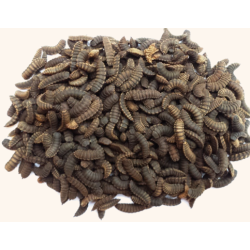 Bibit / Pupa BSF - Black Soldier Fly - Lalat Tentara Hitam (500 gr) Bibit / Pupa BSF - Black Soldier Fly - Lalat Tentara Hitam (500 gr)