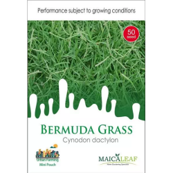 Bibit Rumput Bermuda Rumput Golf Maica Leaf 50s