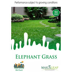 Bibit Rumput Gajah Mini - Maica Leaf Elephant Grass 50s
