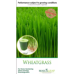 Bibit Wheatgrass (rumput gandum) Maica Leaf 50s Bibit Wheatgrass (rumput gandum) Maica Leaf 50s