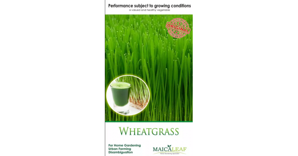 jual bibit wheatgrass jual bibit wheatgrass
